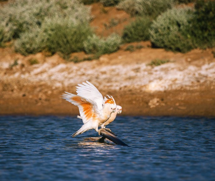 A pair of pink cockatoos (Lophochroa leadbeateri) visiting one of the only remaining dams on Nanya