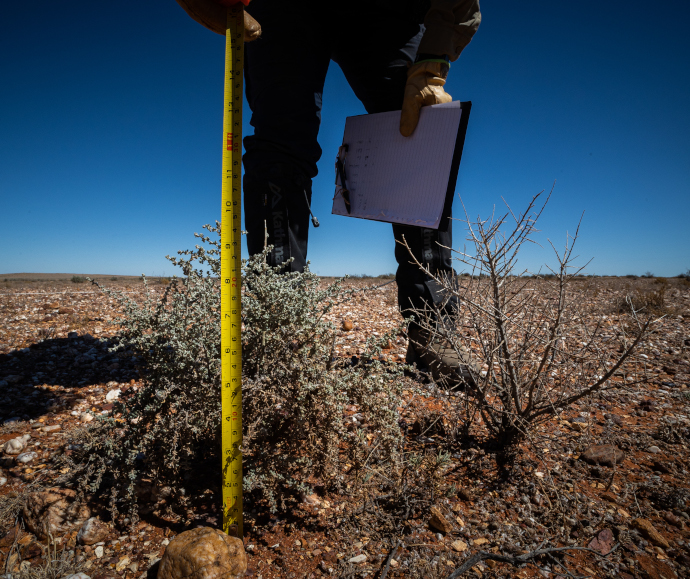 Person measuring height of small plant growing in an arid landscape