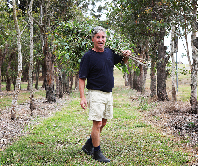 Koala tree planting in the Northern Rivers