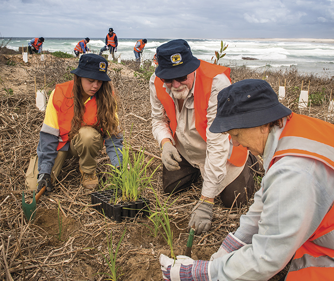 Volunteers planting near the beach at Tomaree National Park