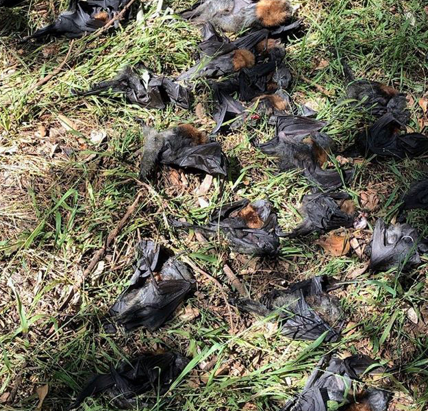 Abandonment of young flying-foxes during a starvation event