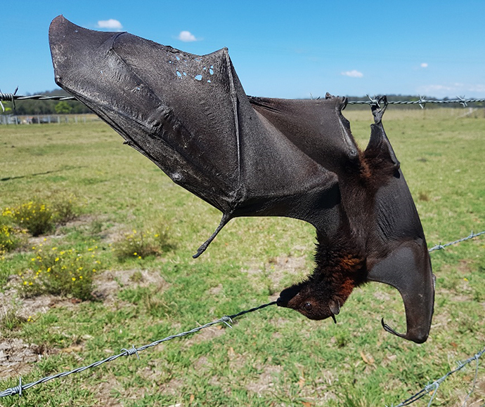 A black flying-fox (Pteropus alecto) with its wing caught on barbed wire 