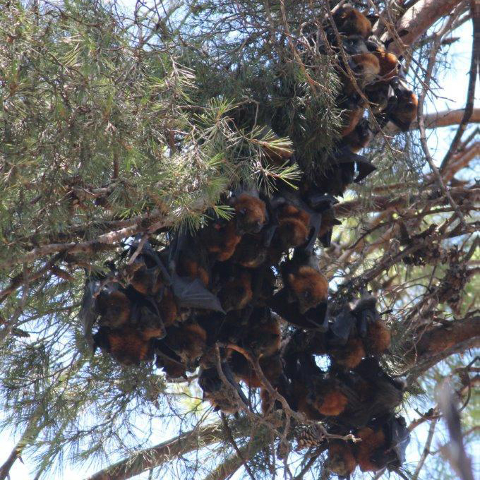 Flying-foxes cluster together and move towards the ground during a heat stress event.