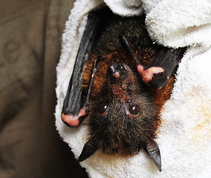 Injuries of a grey-headed flying-fox (Pteropus poliocephalus) rescued from netting entanglement
