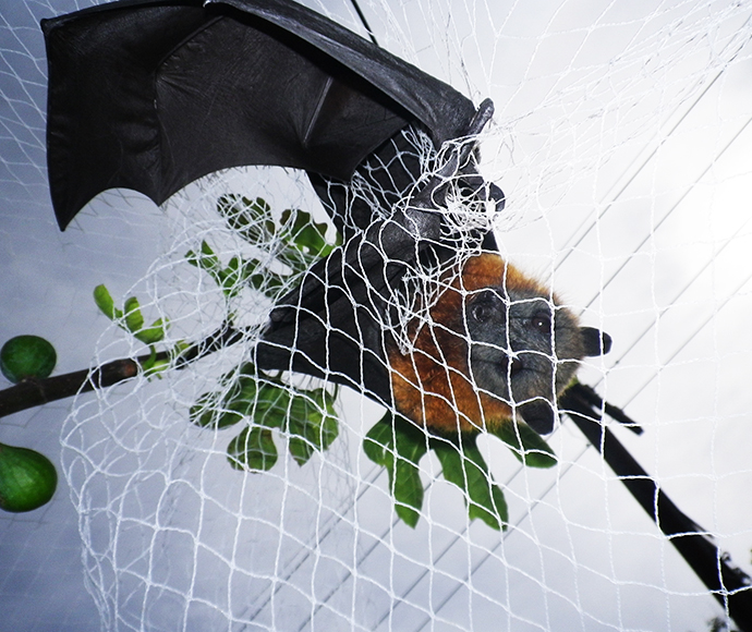 Grey-headed flying-fox (Pteropus poliocephalus) entangled in large-aperture fruit netting