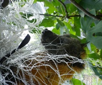 Grey-headed flying-fox (Pteropus poliocephalus) in netting