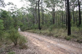Dirt road running through threatened Shale Sandstone Transition Forest on the Fernhill Central West biobank site.