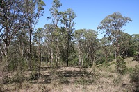 Grasses, scrub and trees on the Glenmore Park biobank site