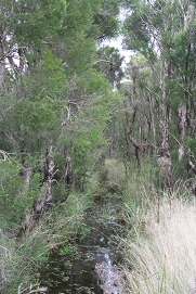 Bushland at Wianamatta Nature Reserve