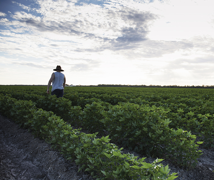 A farmer in a cotton field before cotton crop, Gwydir Highway near Collarenebri, NSW.