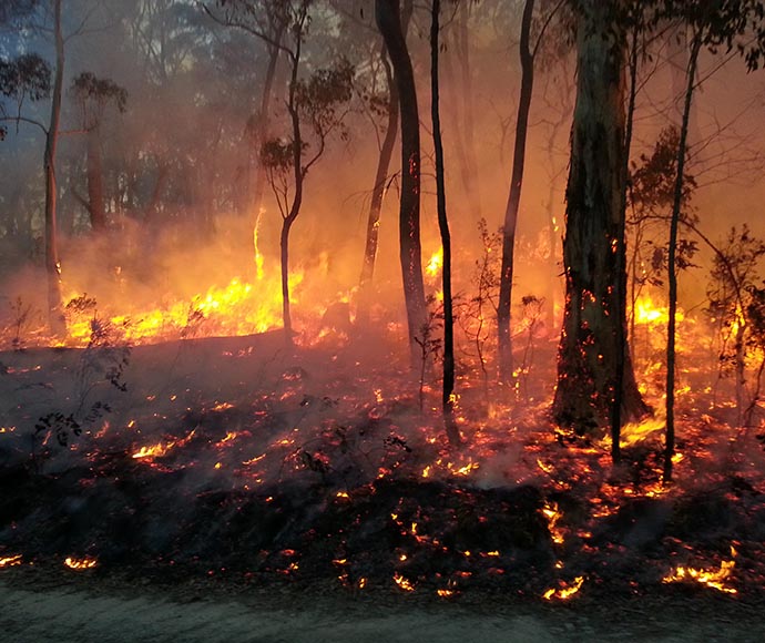 Fire flames and sparks woodland blackened tree trunks Brindabella hazard reduction burn