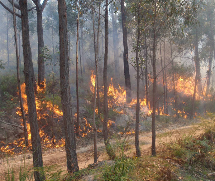 Fire trickling up hill along control line on hazard reduction burn