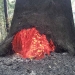 Hot tree and ash blackened tree trunk still burning after fire has gone through New England National Park