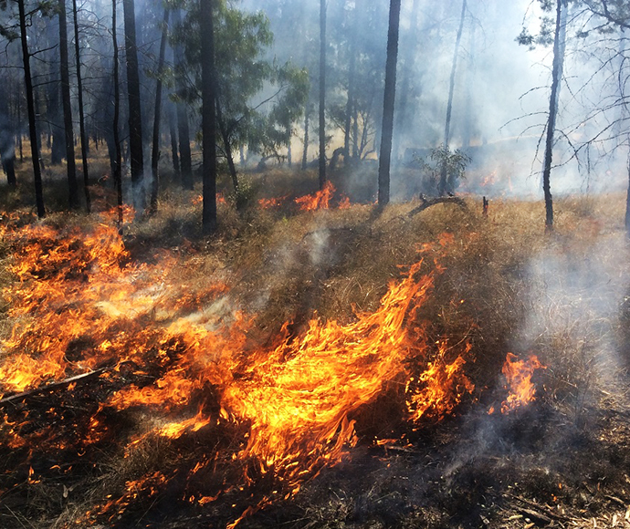 NPWS hazard reduction burn in the eastern Pilliga earlier this week.