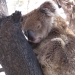 Koala Phascolarctos cinereus fauna affected by fire Warrumbungle National Park native animal rescue
