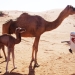 Camels inspecting soil survey vehicle, soil survey of Abu Dhabi