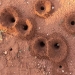 Ant holes in western NSW. Ants are a common component of soil biodiversity.
