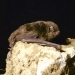 Bent Winged Bat Miniopterus schreibersii a vesper bat on a rock