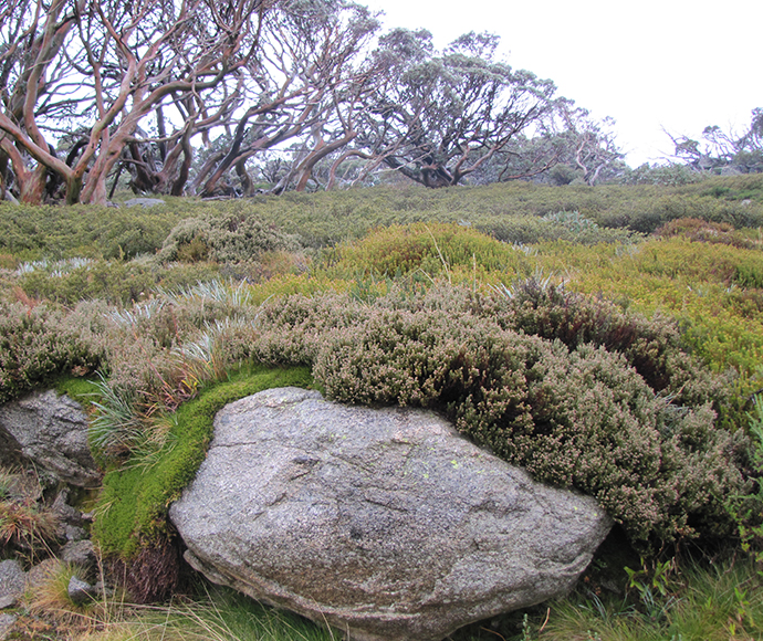 Soils support unique vegetation communities as shown here at Charlottes Pass, NSW