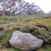 Soils support unique vegetation communities as shown here at Charlottes Pass, NSW