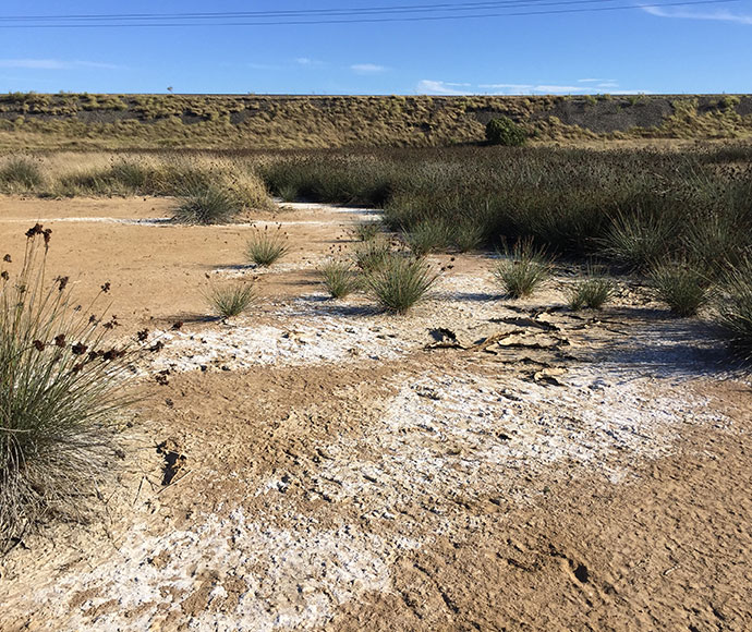 Structures such as roads and railway lines can impede groundwater flow causing local groundwater levels to rise. As water evaporates, salt is left behind in the surface soil and eventually leads to the death of any plants that can't tolerate salt. 