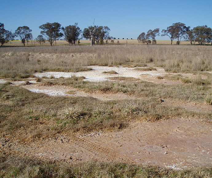 High groundwater levels cause wet areas on the surface that evaporate and leave behind salt in the surface soil. Grasses that have low salt tolerance eventually die, leaving behind bare areas that are prone to erosion processes.