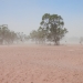 Dust storm at Narran Lake Nature Reserve