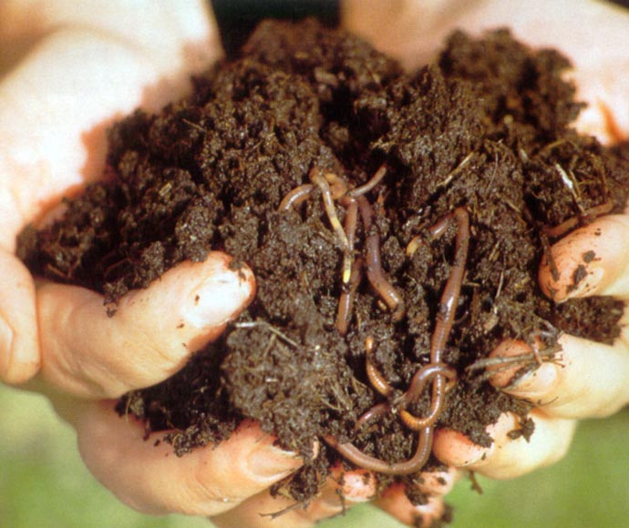 A handful of healthy soil filled with worms