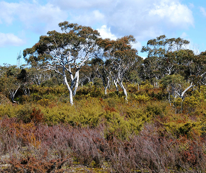 Permian sandstone heathland viewed from the Braidwood road near Tianjara Falls, NSW