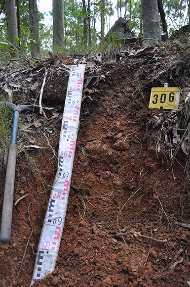 Red Kurosol soil in Newfoundland State Forest in the Clarence catchment NSW.