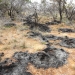 Patches of burnt spinifex after a cultural burn at Rick Farley Reserve