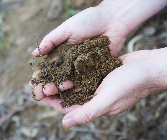 Soil, a unique and vital resource in sustaining terrestrial life.