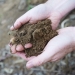 Soil, a unique and vital resource in sustaining terrestrial life.