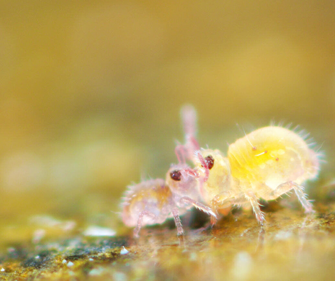 Springtails (Dicyrtomina minuta-Collembola) from Queensland that look like Pikachu