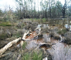 Inland acid sulfate soils, Wakool River