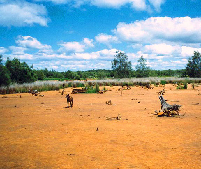 Yarrahapinni scald with stumps and dog. This is the well-known Yarrahapinni wetland, drained and ruined in 1971, with acid sulfate soils exposed.