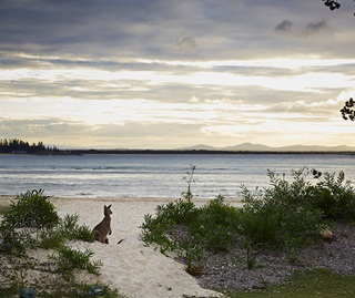 Eastern grey kangaroo (Macropus giganteus) at sunset beachside camping with great fishing and beaches perfect for whale watching and swimming Arakoon National Park