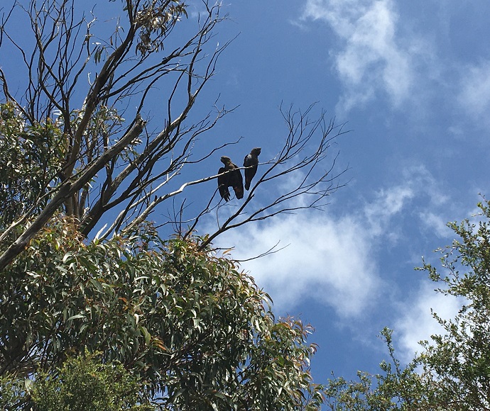 Glossy black cockatoos (Calyptorhynchus lathami), Barren Grounds Nature Reserve