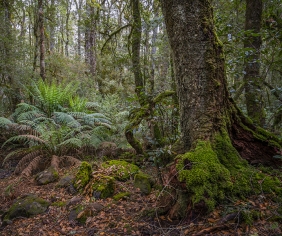 Rainforests in NSW: precious living ecosystems