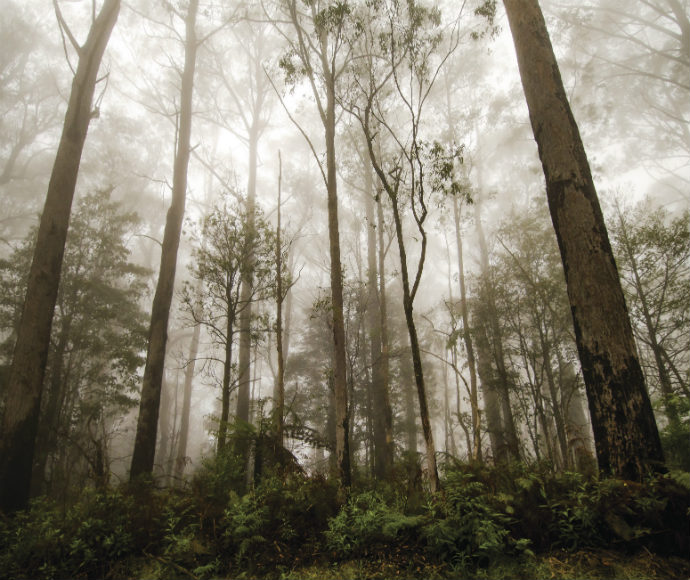 Tall trees in the fog, River walking track, Barrington Tops National Park