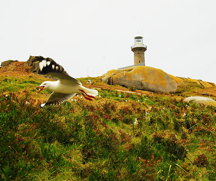 Barunguba Montague Island Nature Reserve: lighthouse and silver seagull inflight (Chroicocephalus novaehollandiae)