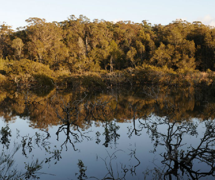 Tuross Lake reflecting mangroves, Batemans Marine Park