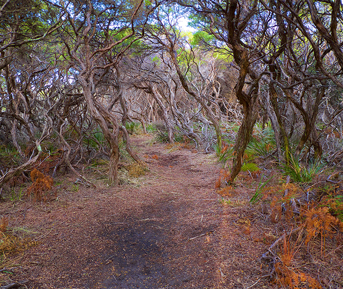 Trees lining the walkway, Ben Boyd National Park