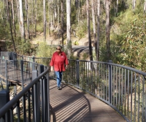 Woman walking along elevated boardwalk path through bush