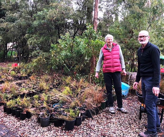 Halina Pochwyt and Ian Hehir plant sitting Evans Lookout seedlings 