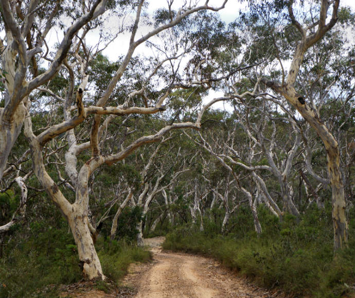 Gum trees along Mt Hay Road, Blue Mountains National Park
