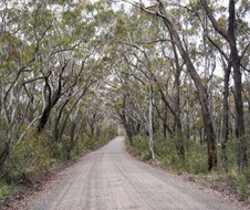 Perrys Lookdown Road framed by gum trees, Blue Mountains National Park