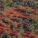 Scrubby trees against a deep red earth
