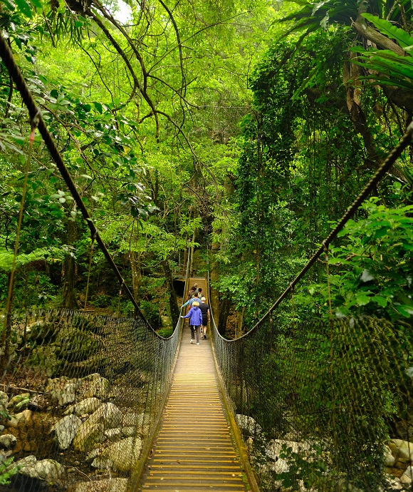 Crossing suspension bridge, Minimurra Rainforest, Budderoo National Park