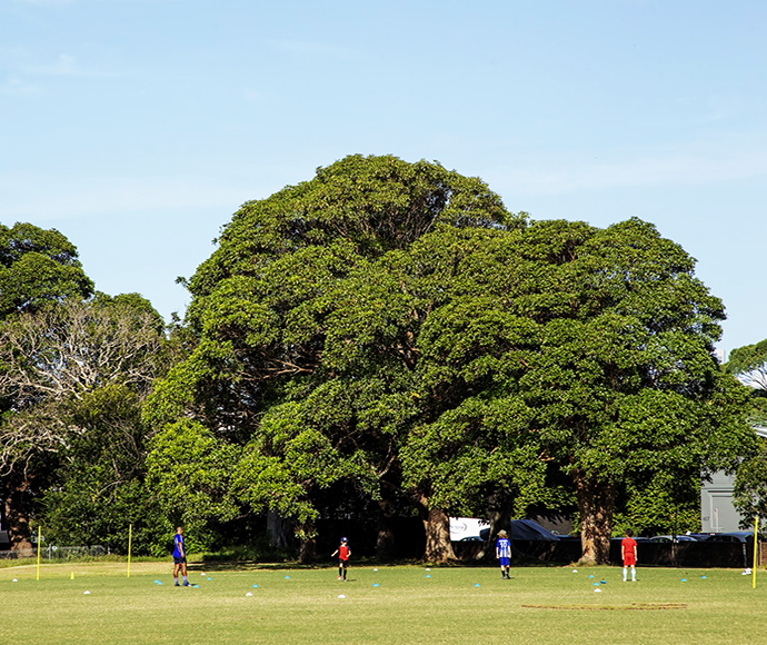 Sporting grounds in Callan Park